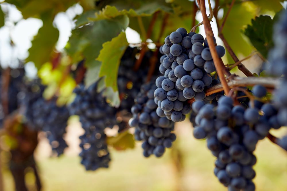 Grapes Hanging on a Vine